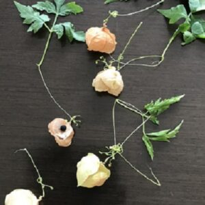 アクセサリーアクセサリー