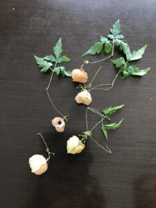 富山のアクセサリー